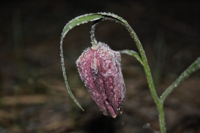 V jutranjem mrazu, 2.4.2015...