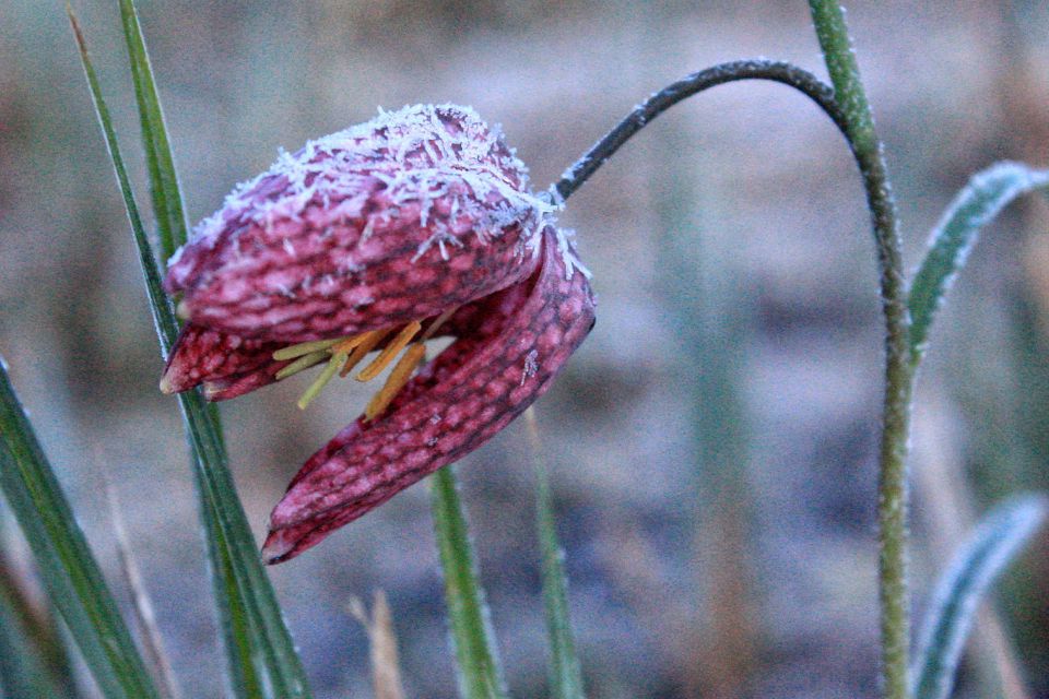 Logarica ali močvirski tulipan - foto povečava
