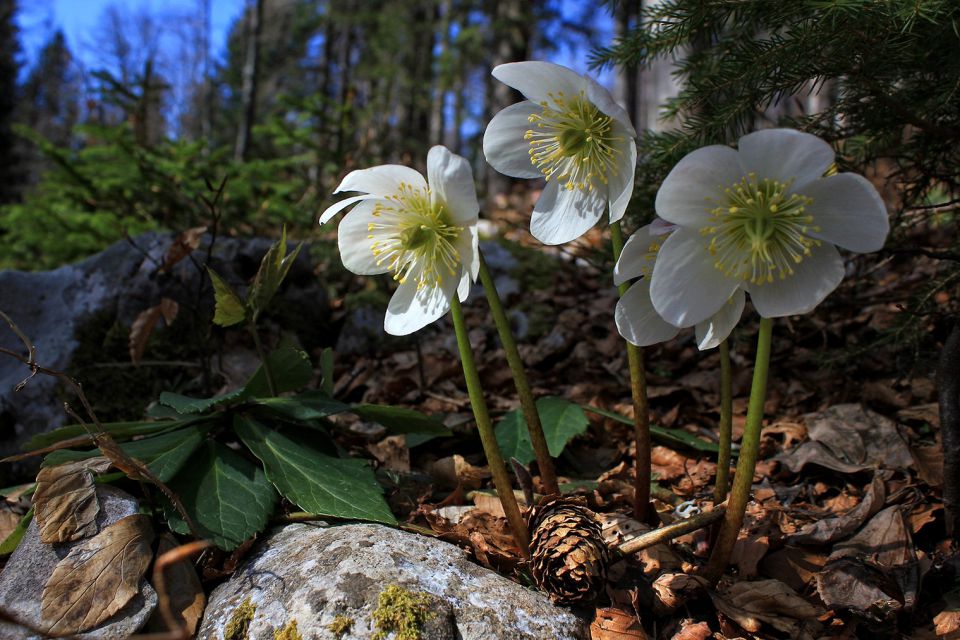 Velika planina – 25.4.2015 - foto povečava