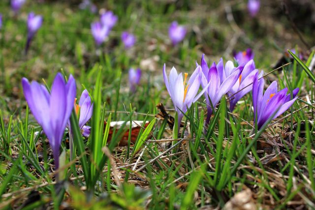 Velika planina – 25.4.2015 - foto