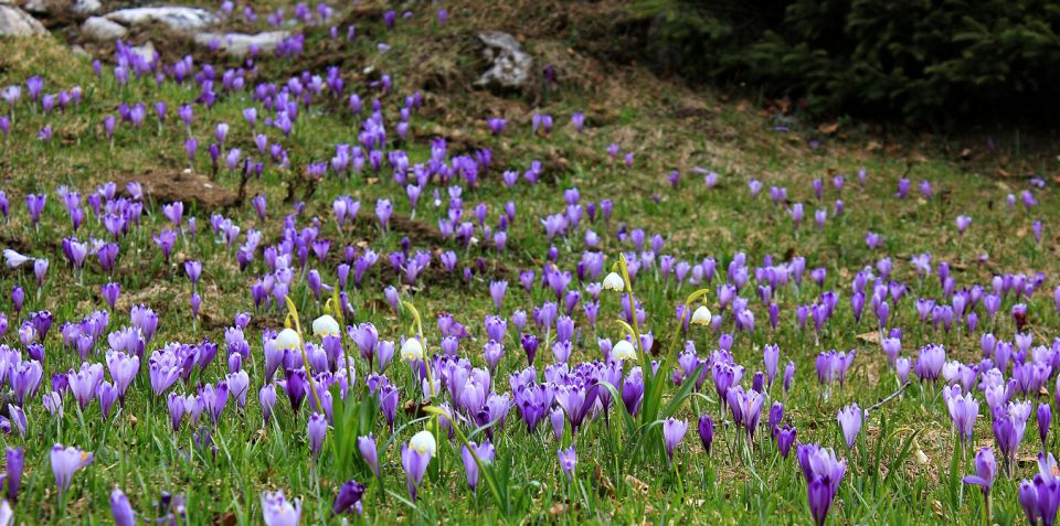 Velika planina – 25.4.2015 - foto povečava