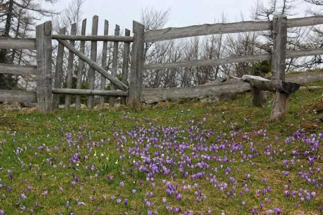 Velika planina – 25.4.2015 - foto