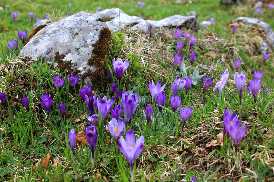 Velika planina – 25.4.2015 - foto povečava