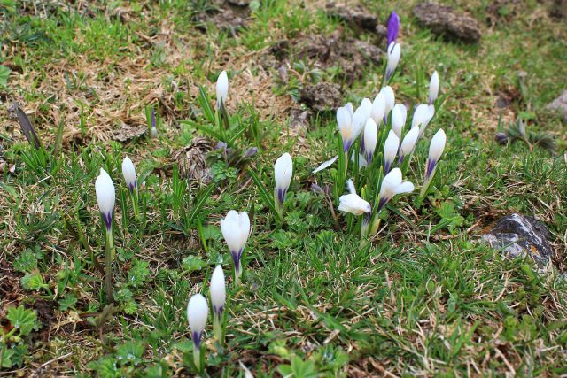 Velika planina – 25.4.2015 - foto