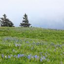 travnik je moder od morskih čebulic