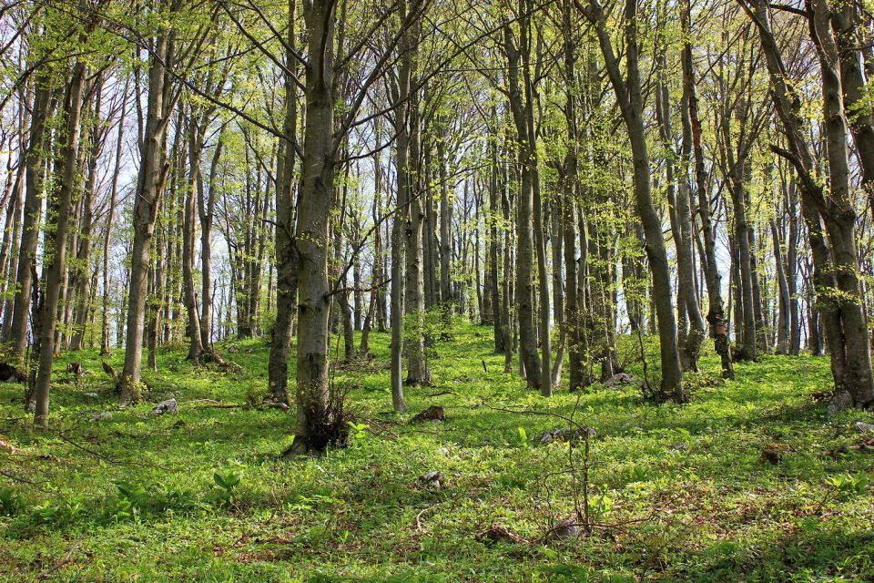 Kum - 30.4.2015 - foto povečava