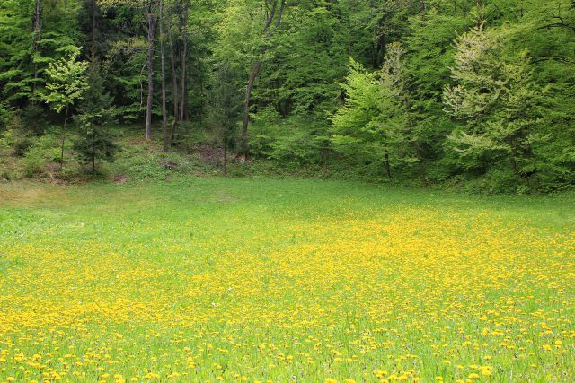 Rumeno cvetoč travnik pod Čimernim...