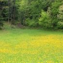rumeno cvetoč travnik pod Čimernim...