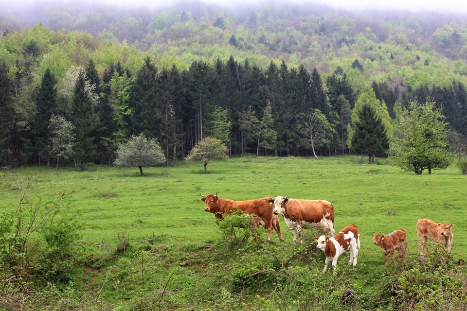 Sedlo Krempa-3.5.2015 - foto povečava