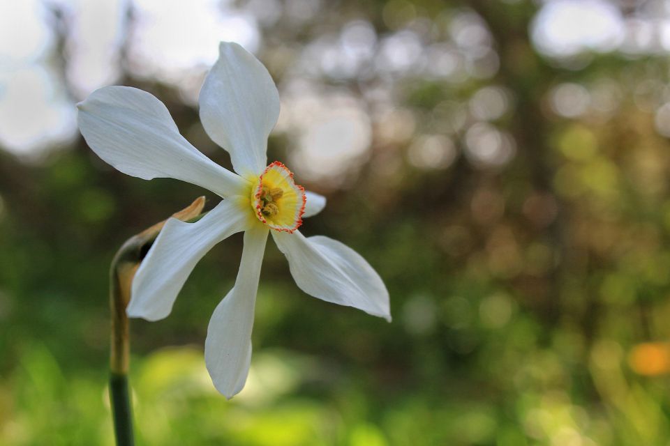 Vremščica - 17.5.2015 - foto povečava