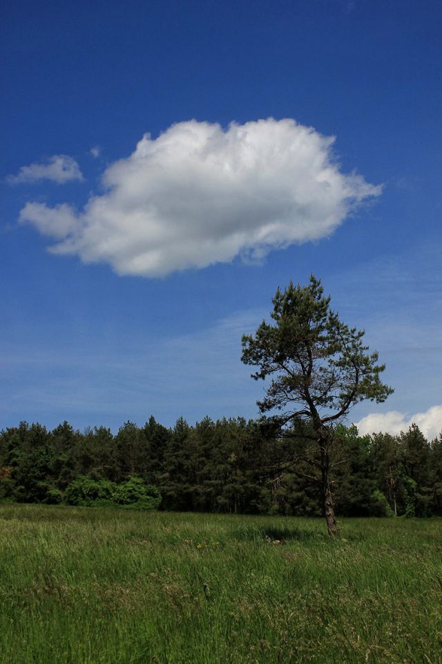 drevo in oblak