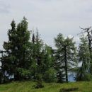 macesni in viharnik nad višarsko planino