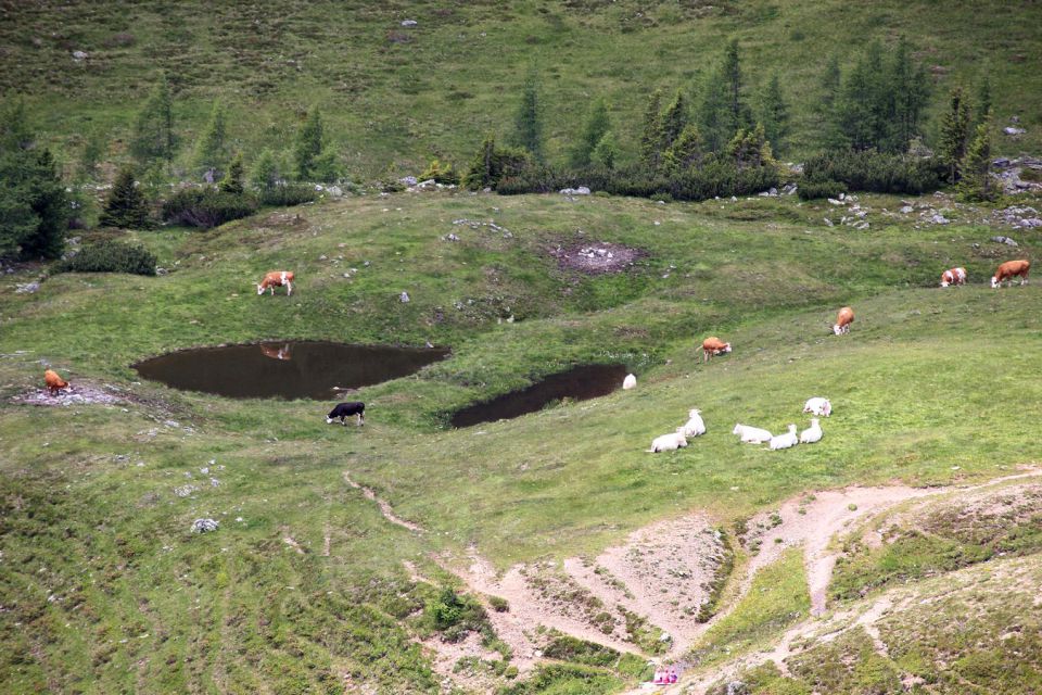 planina ... nismo še videle tako svetlih, belih krav