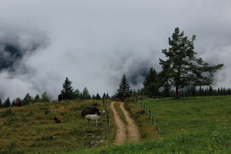 Pokljuka – 26.7.2015 - foto povečava