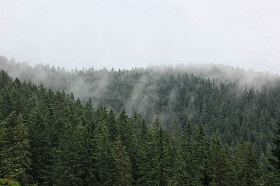 Pokljuka – 26.7.2015 - foto povečava