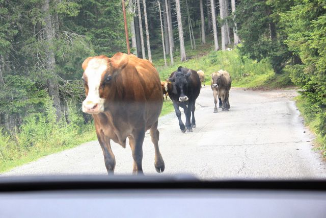 Vožnja v dolino zopet v družbi kravje črede...