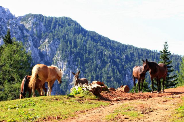 Planina Korošica-5.8.2015 - foto