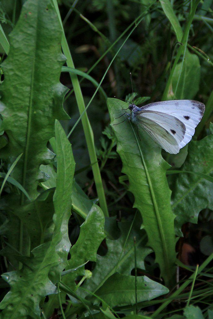 Podšteberk, Križna gora-18.8.2015 - foto povečava