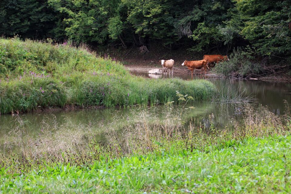 Planinsko polje-21.8.2015 - foto povečava