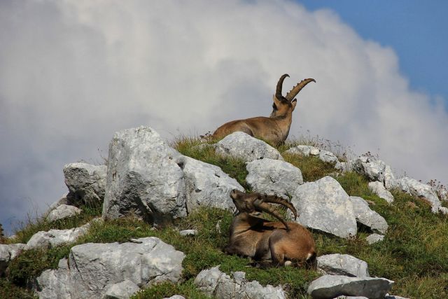 Vrh Grubje – 22.8.2015 - foto