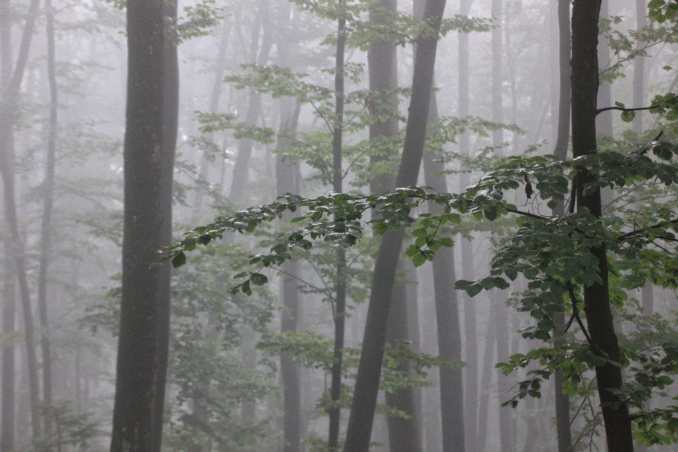 Limbarska gora – 6.9.2015 - foto povečava