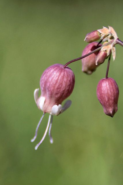 Limbarska gora – 6.9.2015 - foto