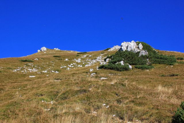 Travniki pod vrhom