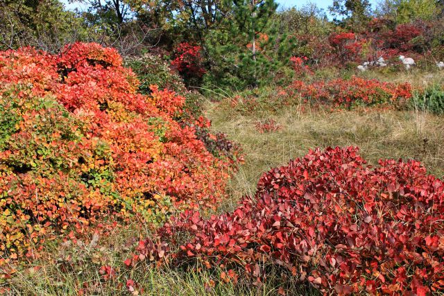 Kostanjevica na Krasu – Cerje – 17.10.2015 - foto