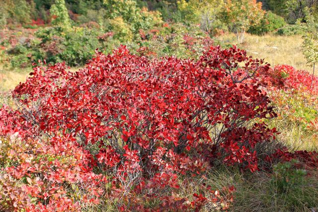 Kostanjevica na Krasu – Cerje – 17.10.2015 - foto