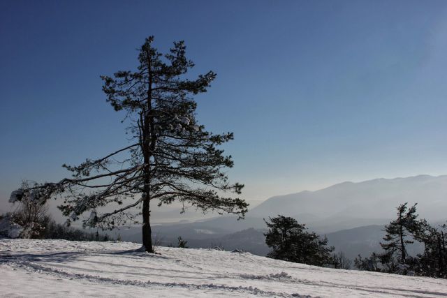 Bor z razgledom na javornike in cerkniško polje