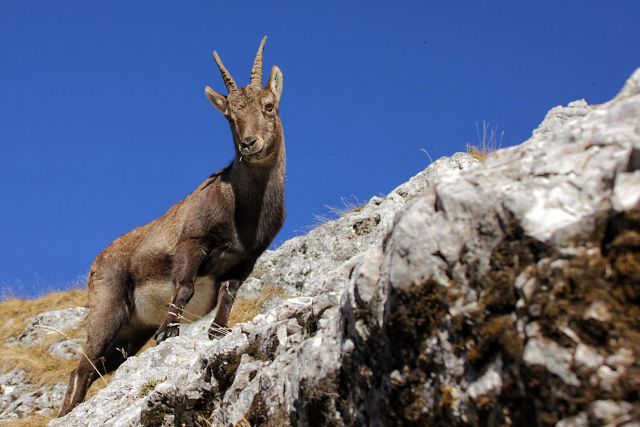 Montaževa planina – 27.12.2015 - foto