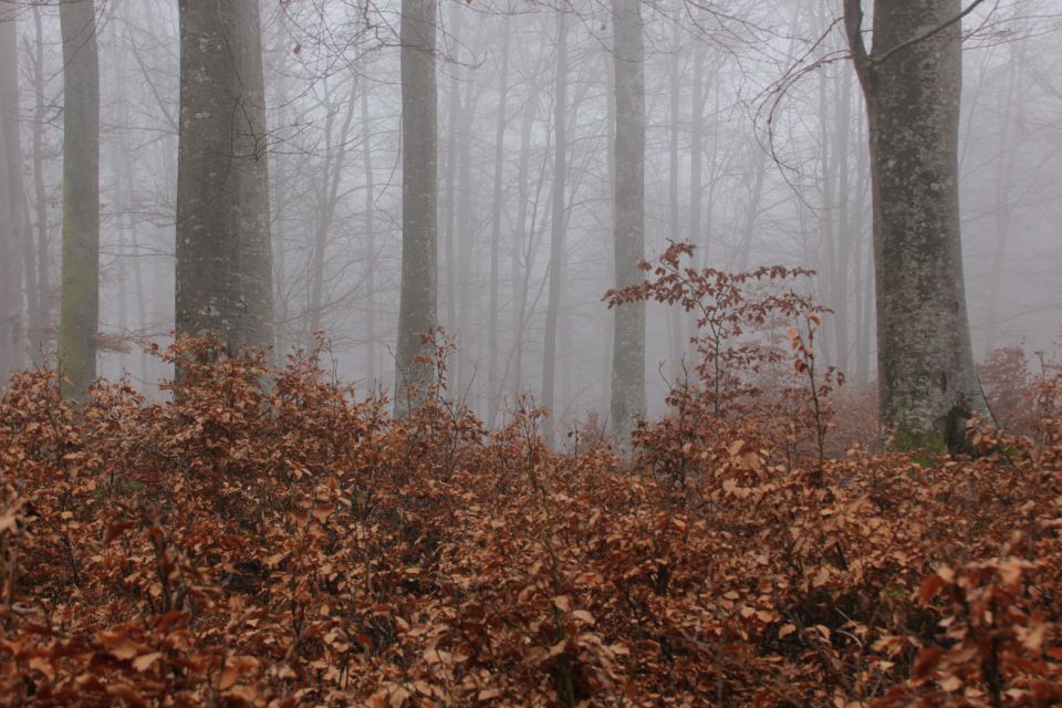 Peter hrib – 30.12.2015 - foto povečava