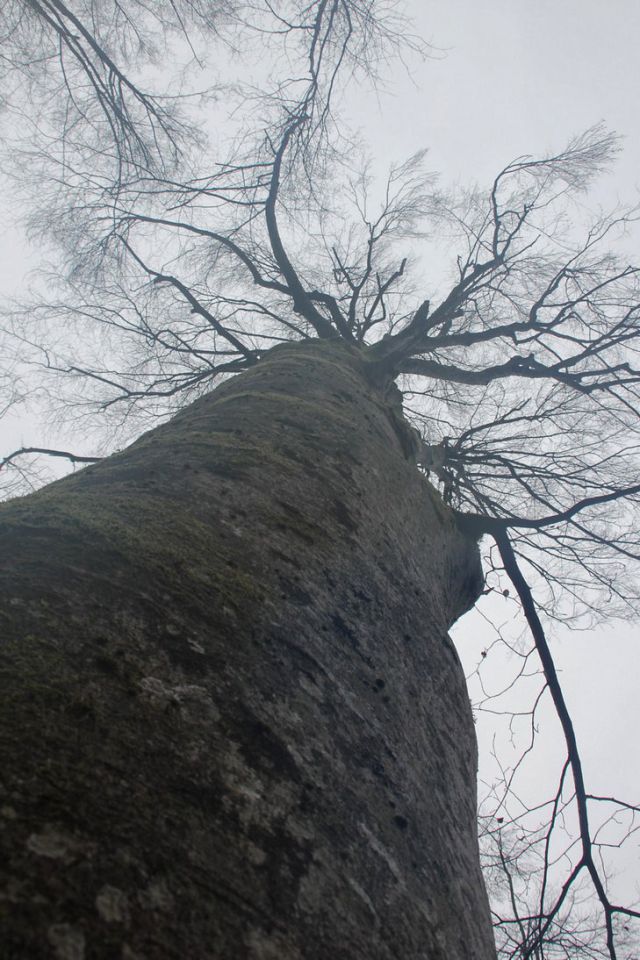 Zdihovski hrib – 23.1.2016 - foto povečava