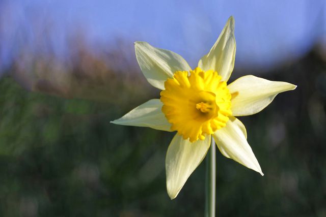 Narcise v polnem cvetenju...
