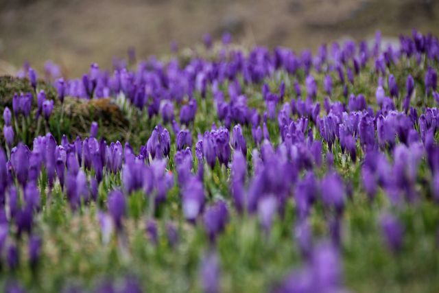 Velika planina – 10.4.2016 - foto