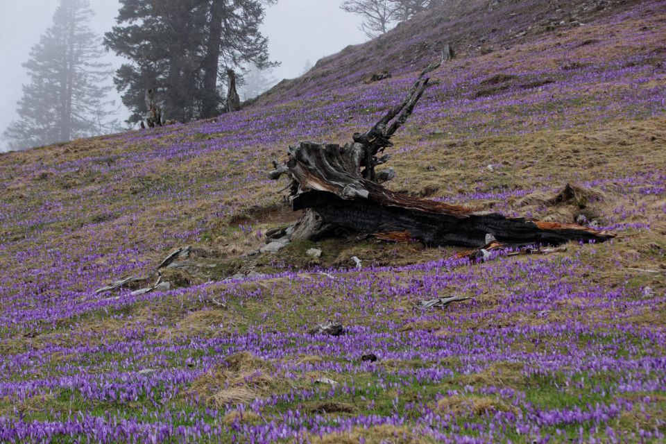 Velika planina – 10.4.2016 - foto povečava