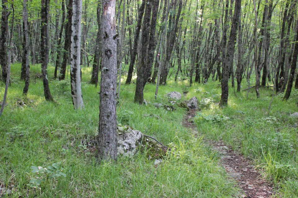 Kraški rob – 18.5.2016 - foto povečava