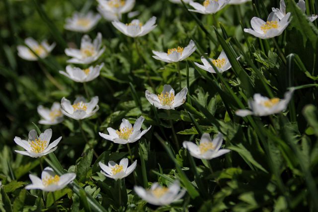 Nad Soriško planino – 22.5.2016 - foto