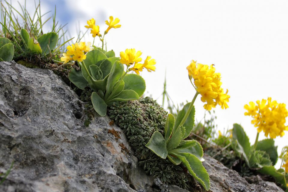 Belska planina – 3.6.2016 - foto povečava