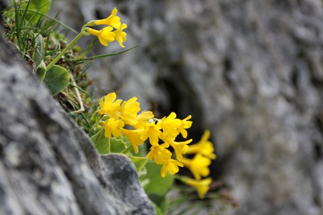 Belska planina – 3.6.2016 - foto