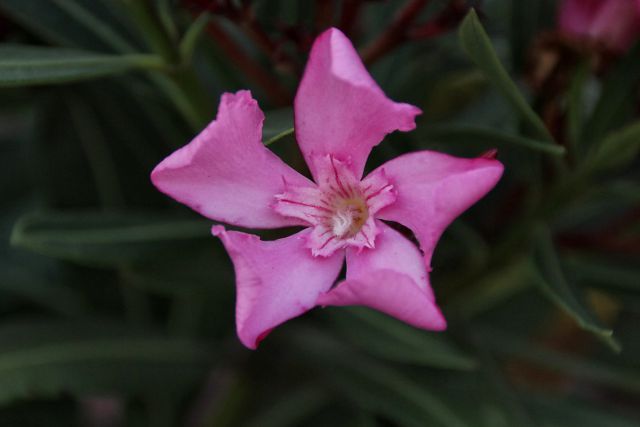 Cvet oleandra