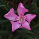 cvet oleandra