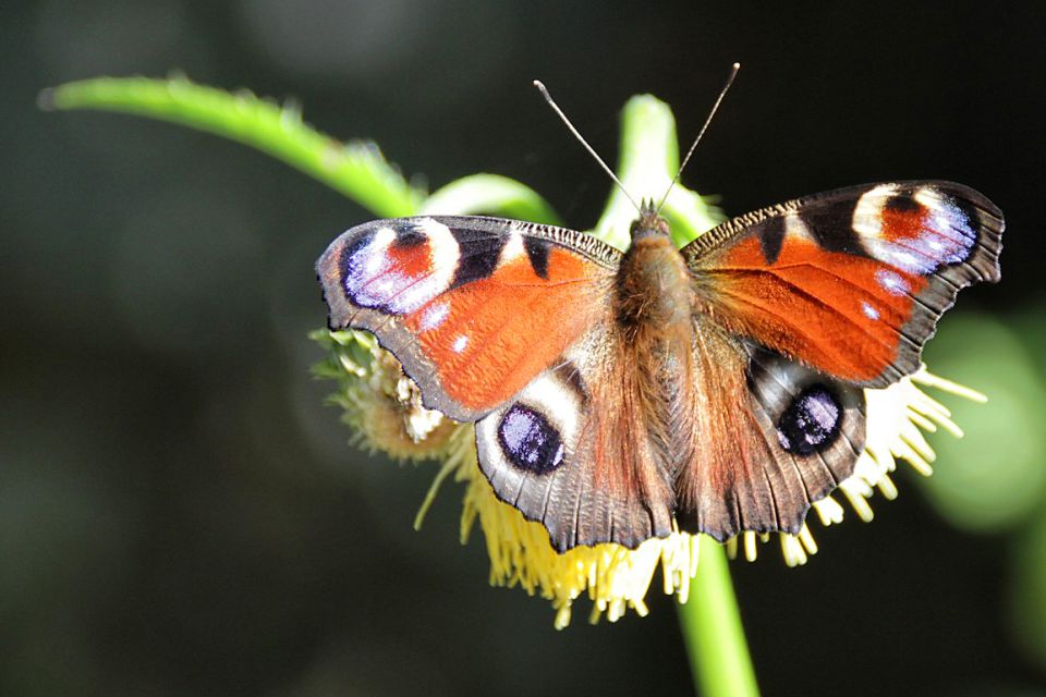 in čudovit metulj dnevni pavlinček