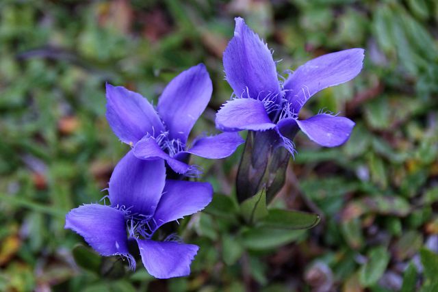 Dleskovška planota – 11.9.2016 - foto