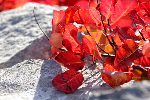 Veliko Cerje – 16.10.2016 - foto