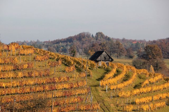 Pogled na jesensko obarvane vinograde