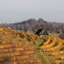 pogled na jesensko obarvane vinograde