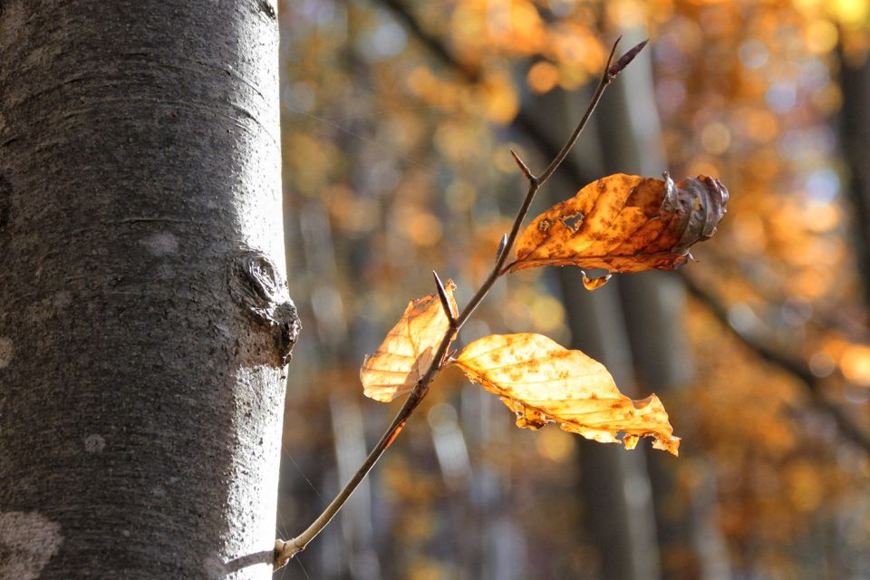 Okamneli mož pod Loško steno-30.10.2016 - foto povečava