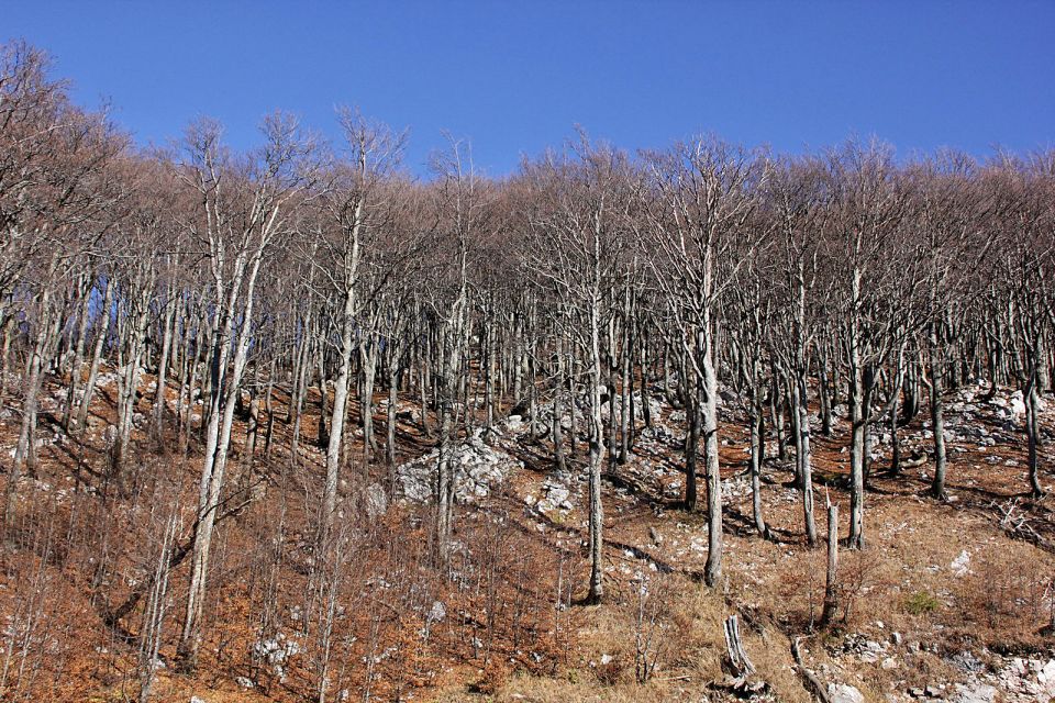 Guslica (Gorski kotar) – 31.10.2016 - foto povečava