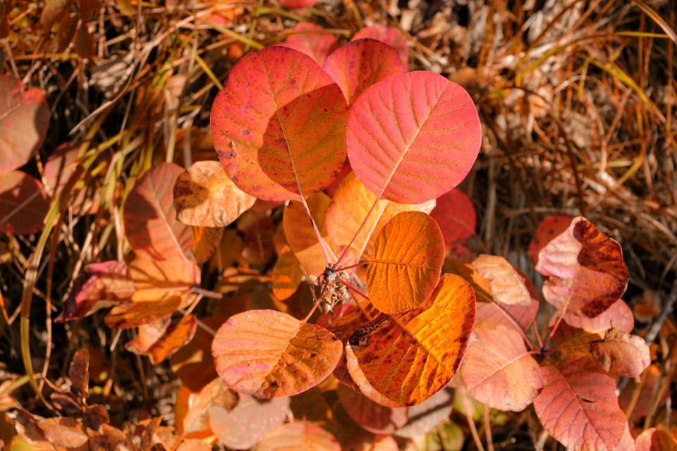 Skozno - 4.11.2016 - foto povečava